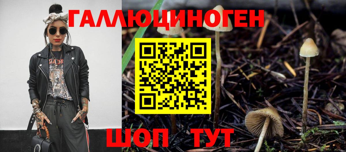 Галлюциногенные грибы Psilocybine cubensis Полысаево